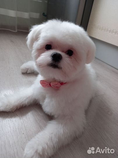 Вязка собак мальтипом