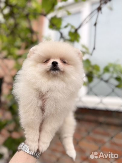 Померанский шпиц мини. Девочка
