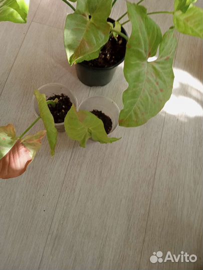 Цветочки разные