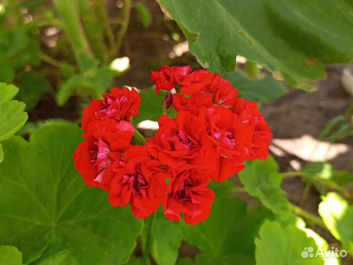 Пеларгония розебудная Red Rambler