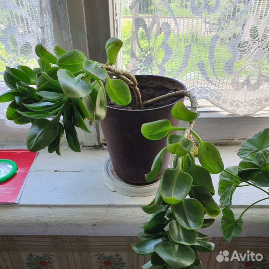 Комнатные растения цветы