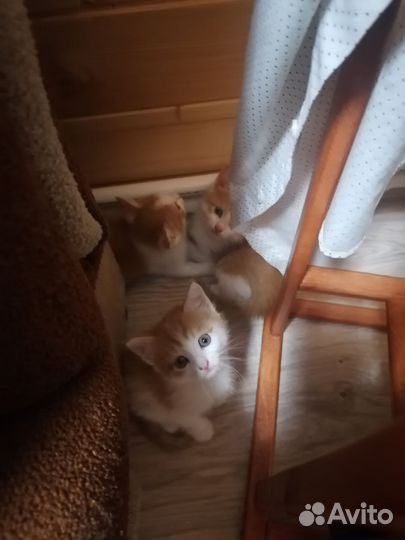 Кошки бесплатно