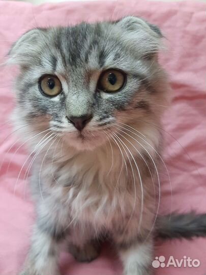 Котята в добрые руки. Бесплатно