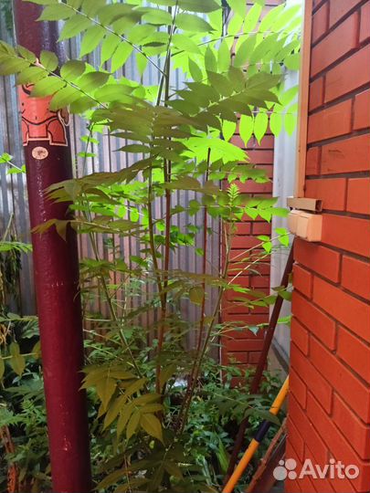 Саженцы сумах оленерогий