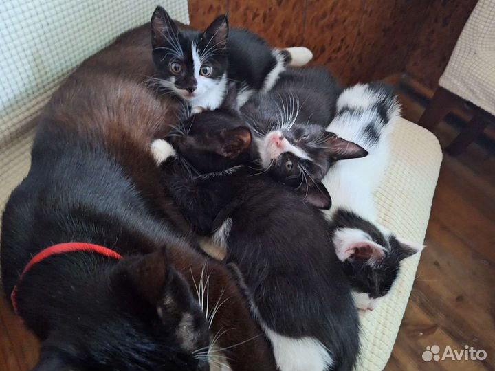 Котята в добрые руки