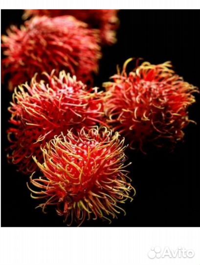 Парфюмерная вода женская yodeyma sophisticate