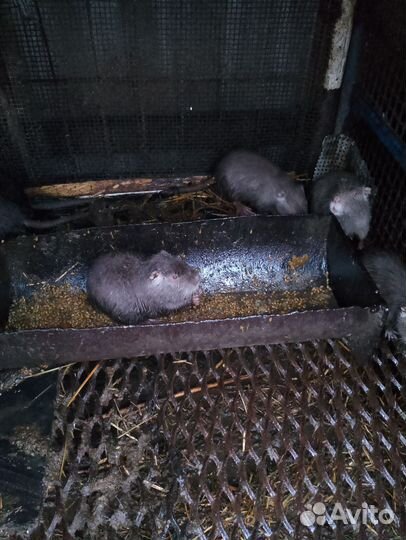 Продам 3месячных мальчиков нутрий