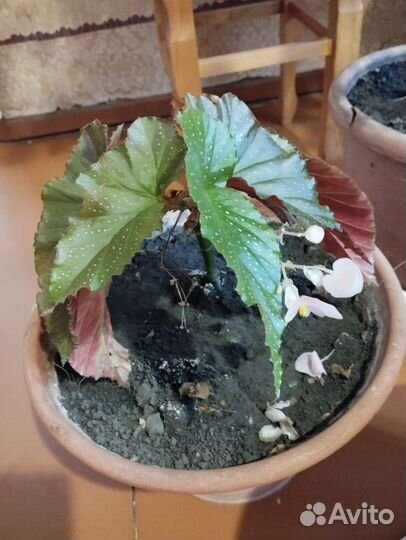 Продам цветы комнатные