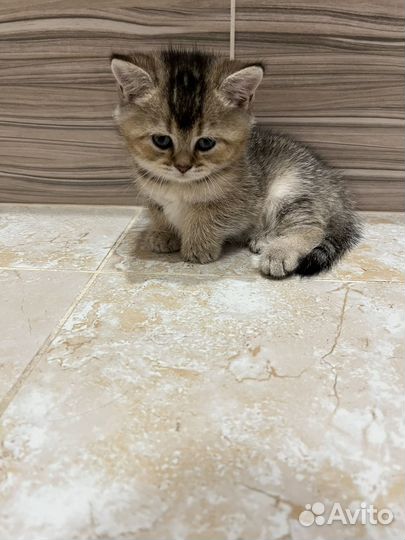 Кошка золотая шиншилла