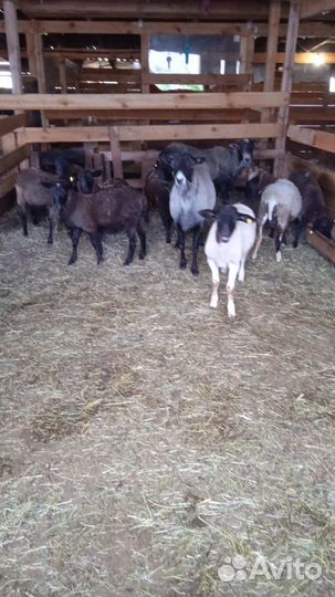 Бараны дорперы