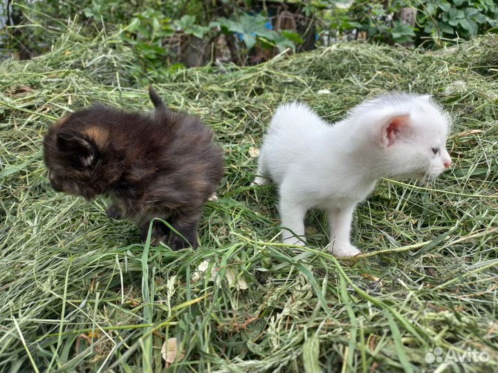 Котята