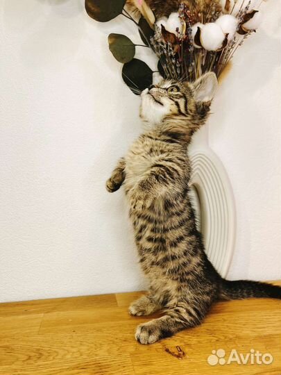 Кошечка Манчкин генетта стандарт