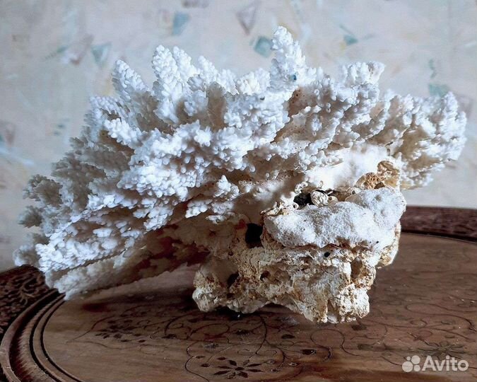 Большой коралл