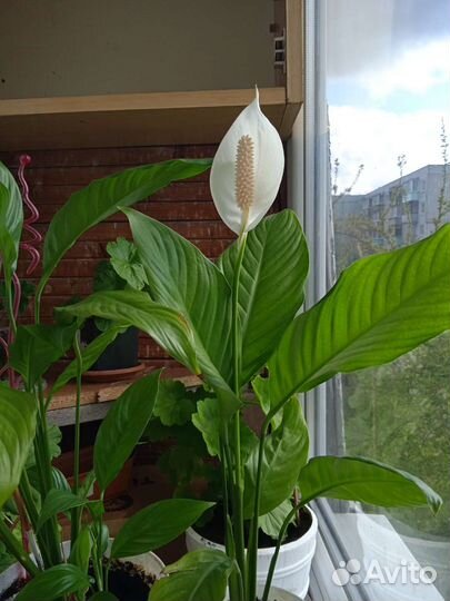 Спатифиллум