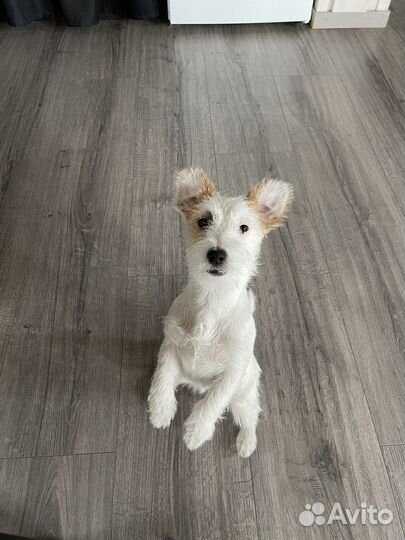 Щенки джек рассел терьер брокен