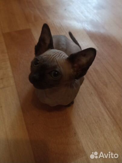 Канадский сфинкс котенок девочка