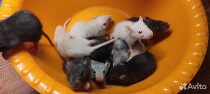 Крысята