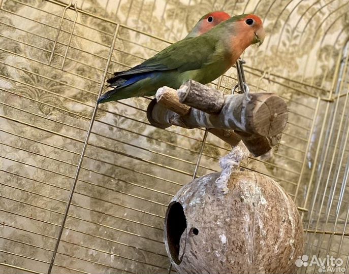 Попугай неразлучники с клеткой