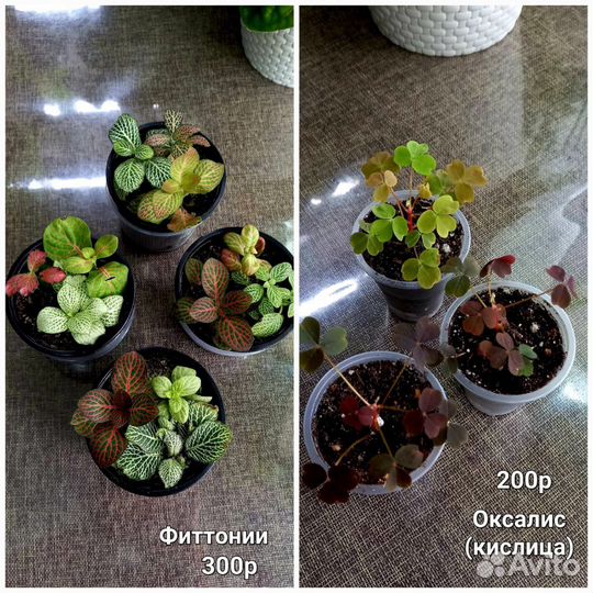 Комнатные цветы