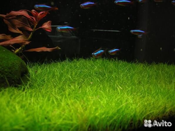 Аквариумные растения и креветки