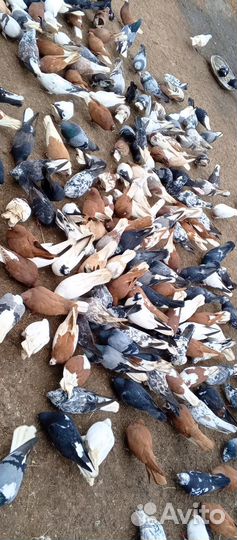 Продам летных голубей