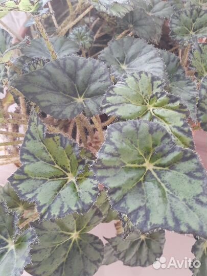 Комнатные цветы