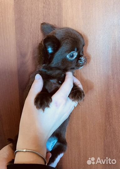Кукольный мальчик