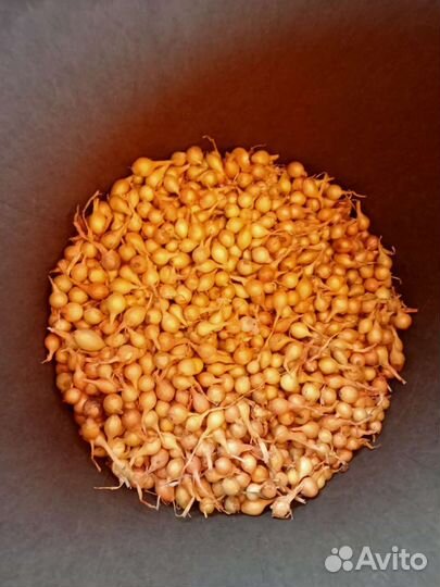 Лук севок оптом