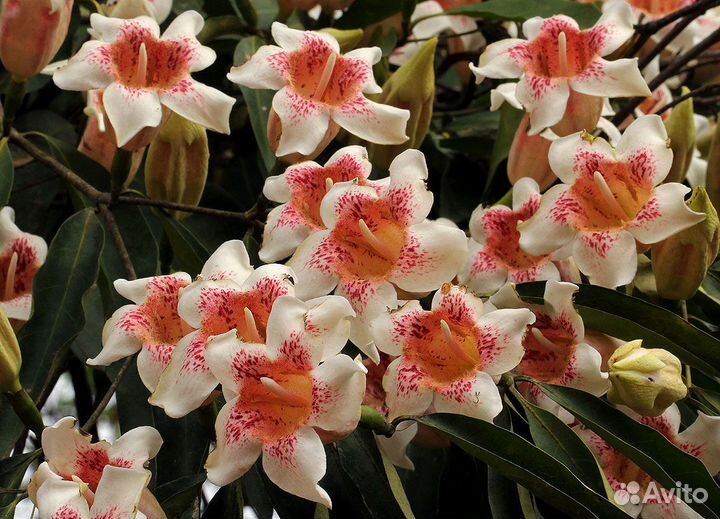 Ротмания, рандия, портландии, табернемонтана