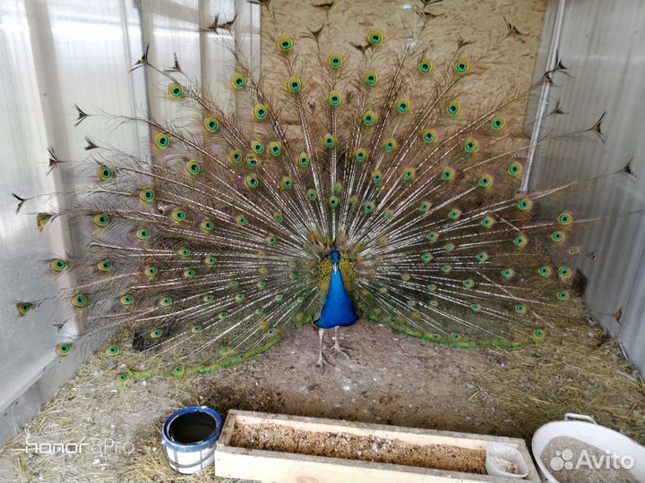 Павлины индийские, белые, арликины