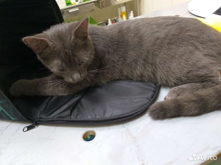 Найден Котёнок, 7 мес, метис Русская голубая