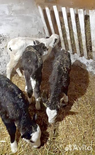 Бычки и быки