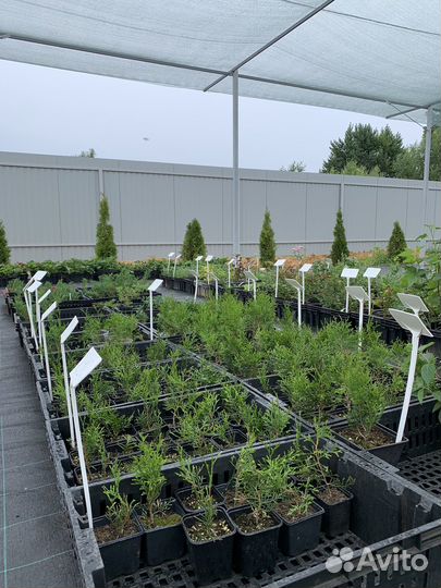 Многолетние и хвойные растения