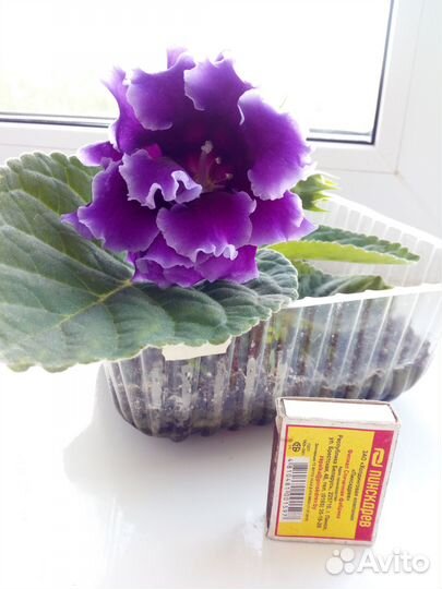 Глоксиния цветущая, лист на срез, семена