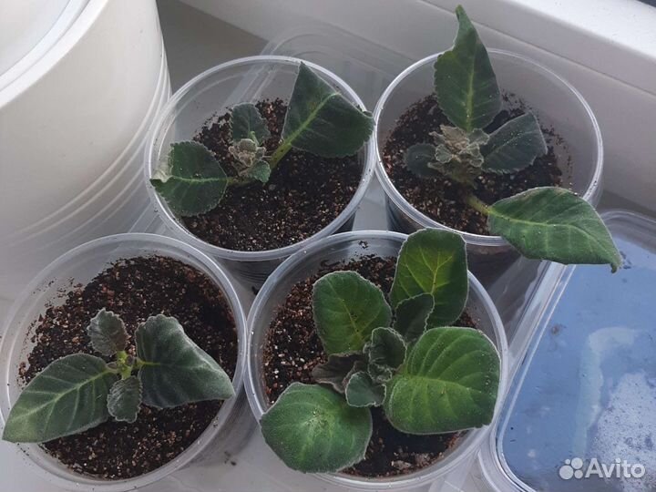 Глоксиния сортовая махровая