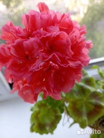 Пеларгонии