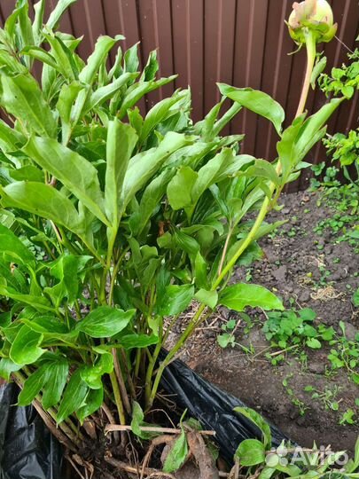 Пион Лемон Шифон корни саженцы