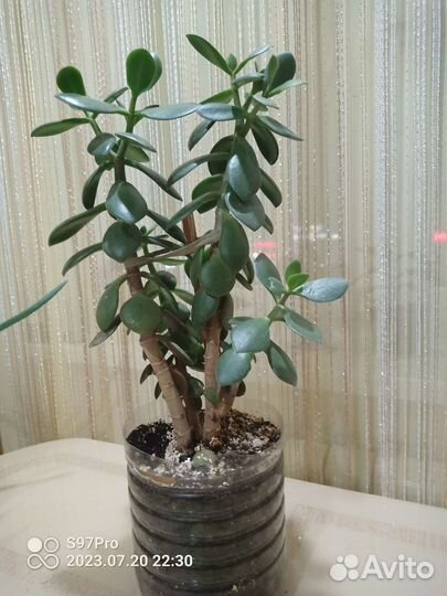 Денежное дерево (толстянка)