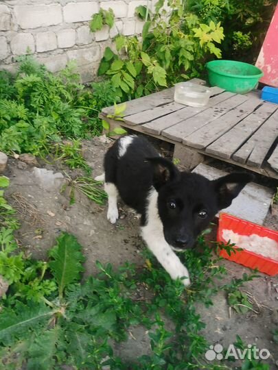 Щенок в добрые руки