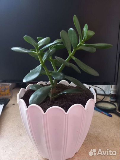 Толстянка (Денежное дерево)