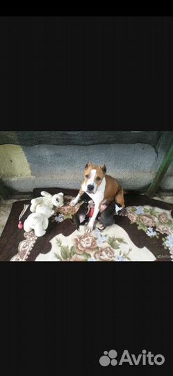 Щенки амстаффа