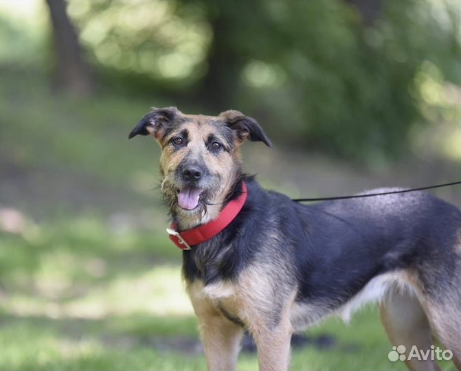Овчарка метис в добрые руки