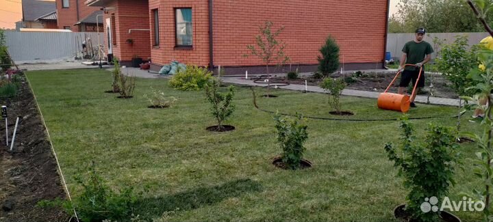 Газонная трава, озеленение