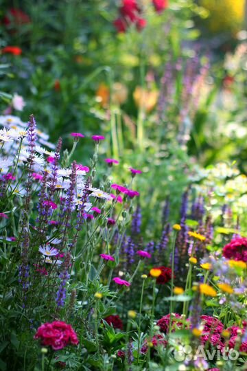 Многолетники для сада, с доставкой