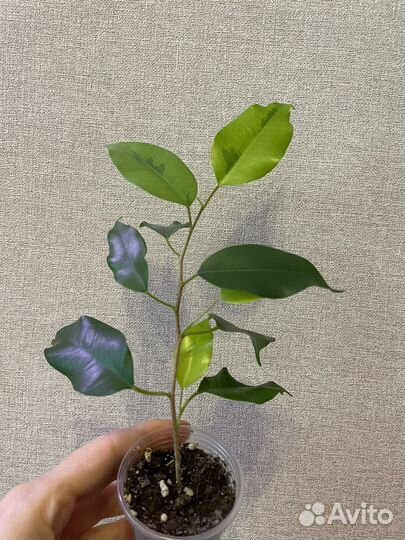 Фикус Бенджамина Реджинальд