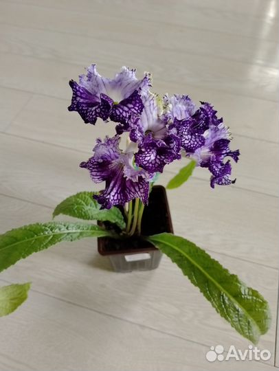 Стрептокарпус