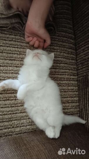 Котята белые в добрые руки