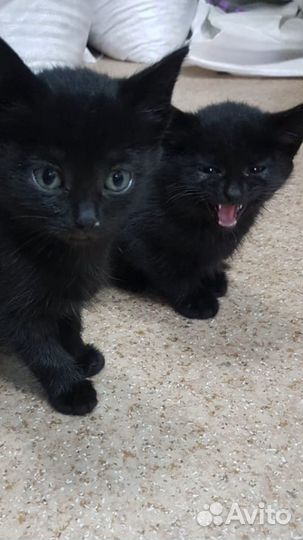Черные котята