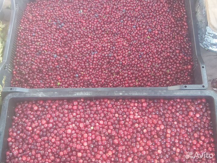 Ягода Брусника, клюква свежая