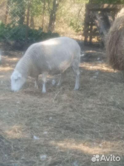 Англо-Нубийский коз )(овцы дорпера 75проц и 50проц